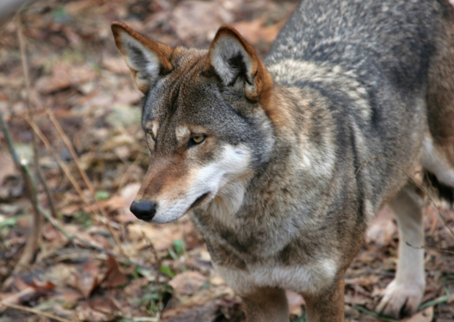 Red Wolf - A World Without Predators