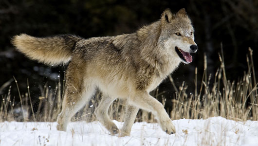 Gray Wolf - A World Without Predators